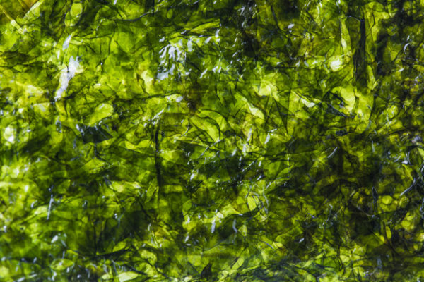Pacto Mundial de las Naciones Unidas, la Lloyd’s Register Foundation y el CNRS lanzan ‘Safe Seaweed Coalition’ para impulsar una industria sostenible